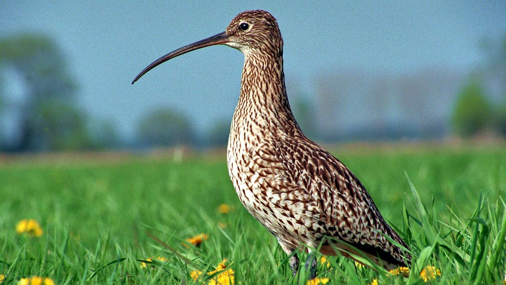 Der Große Brachvogel gehört zu den weltweit bedrohten Vogelarten. In Europa steht er als Wiesenbrüter fast überall auf der Roten Liste. Im Drömling gibt es mit 25 Brutpaare noch eine der größten schützenswerten Populationen im Land.