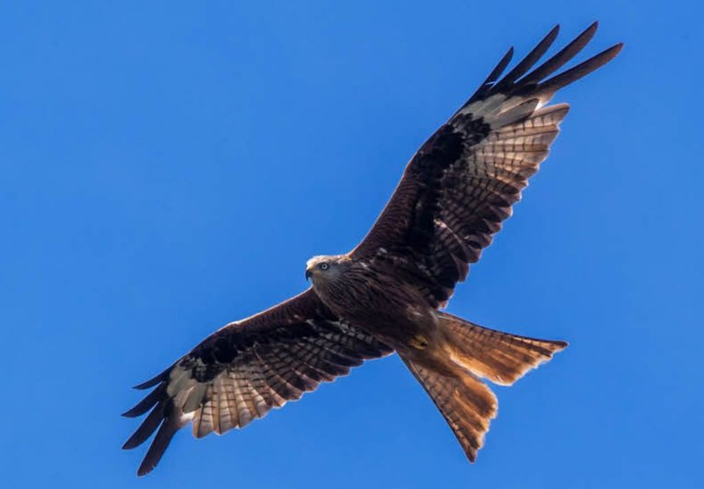 Rotmilane gehören zu den geschützten Vogelarten.