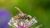 Im Sommer fliegen viele Insekten durch die Luft. Einige sind harmlos, bei anderen ist Vorsicht geboten. Worin unterscheiden sich Biene, Wespe und Hornisse?