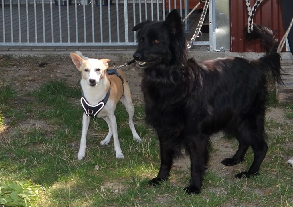 Hatschiko und Ben heißen die beiden Hunde, die die neu errichteten Zwinger im Zerbster Tierheim bezogen haben.