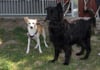 Hatschiko und Ben heißen die beiden Hunde, die die neu errichteten Zwinger im Zerbster Tierheim bezogen haben. 