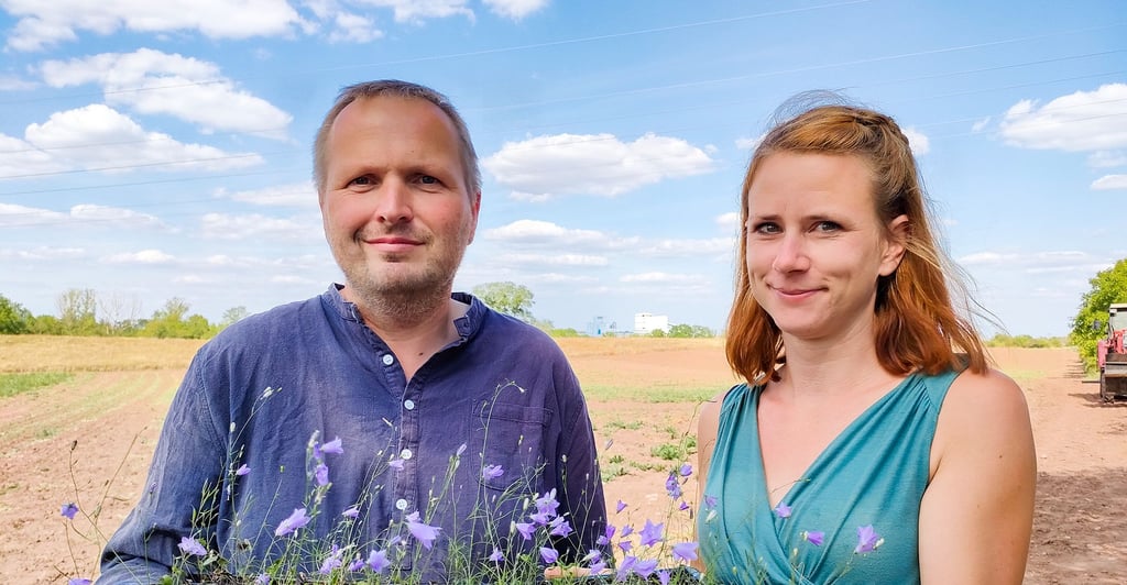 Das Ehepaar Fritzsche pflanzt regionale Wildblumen bei Gröna auf vier Hektar Fläche.