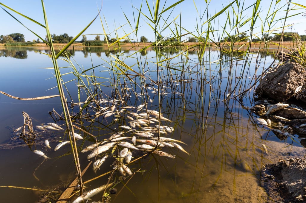 In der Oder ist es zu einem massiven Fischsterben gekommen. Behörden in Brandenburg warnen davor, das Flusswasser zu nutzen oder in Kontakt damit zu kommen.