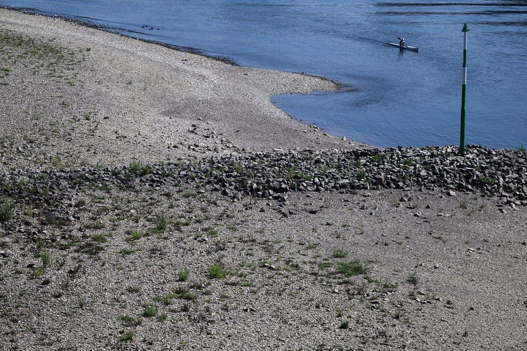 Ein Kanu fährt an den trockengefallenen Buhnen am Rheinufer vorbei. Im Rhein wird in den kommenden Tagen voraussichtlich immer weniger Wasser fließen.