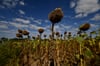 Ein vertrocknetes Sonnenblumenfeld. Im Sommer 2022 gibt es viele Hitzewellen, die oft nur wenige Tage anhalten. Temperaturen knapp unter 40 Grad wurden auch in Sachsen-Anhalt gemessen.