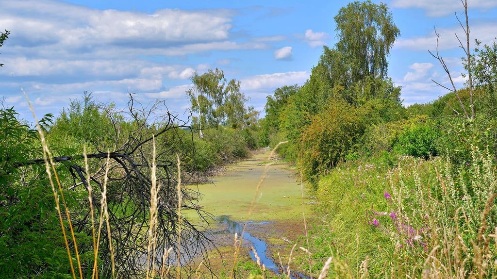 Dieser Teichgraben am Bauerndamm nördlich von Breitenrode ist fast ausgetrocknet. Teichgräben wurden zur Erdmassengewinnung breiter als die anderen Gräben ausgebaggert.