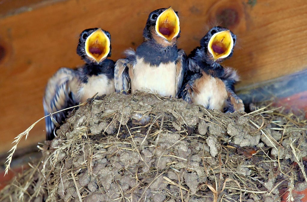 Nester mit Schwalbennachwuchs. Doch die Tiere finden kaum noch Nistmöglichkeiten.