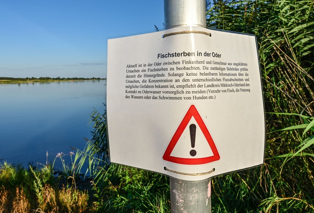 Ein Warnhinweis zum Fischsterben im deutsch-polnischen Grenzflusses Oder hängt am Ufer.