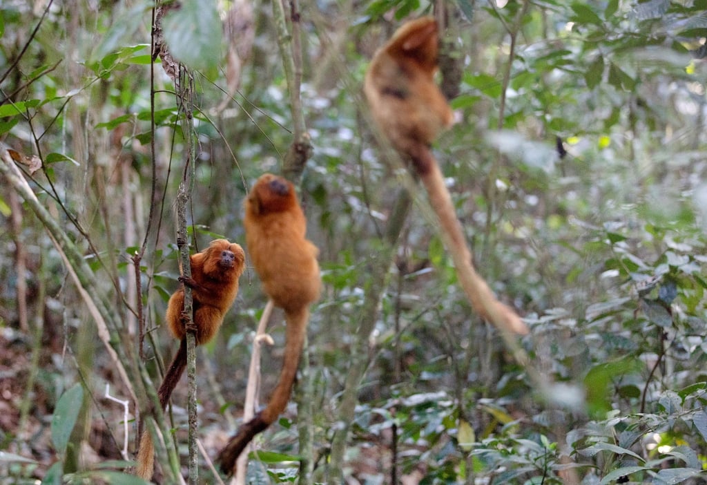 Vom Aussterben bedrohte Goldene Löwenäffchen halten sich an Bäumen in der Waldregion Silva Jardim. Aus Angst vor Affenpocken haben die Angriffe auf Affen in Brasilien zugenommen.