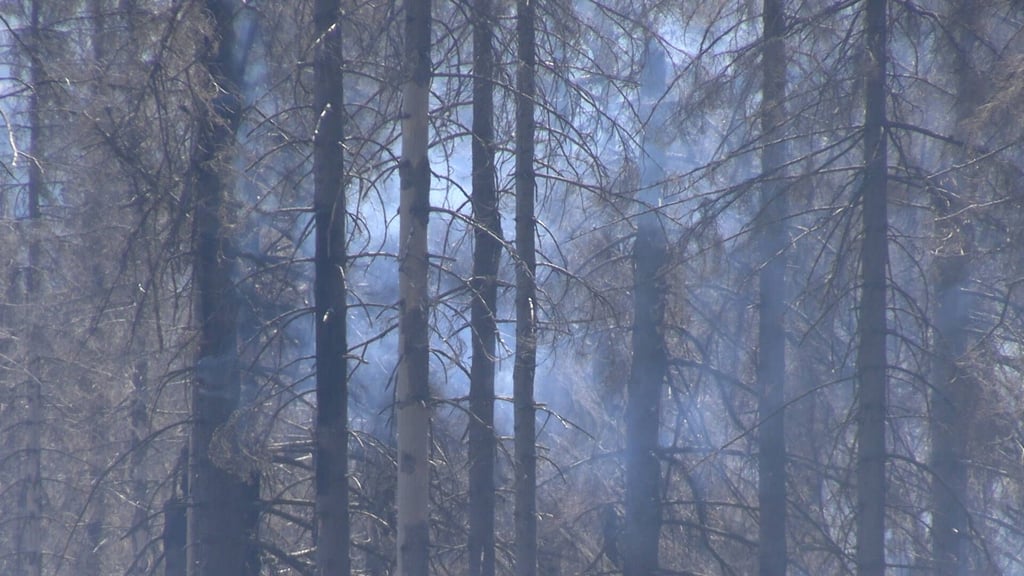 Wald in Flammen: gestern zwischen Pretzien und Dannigkow.