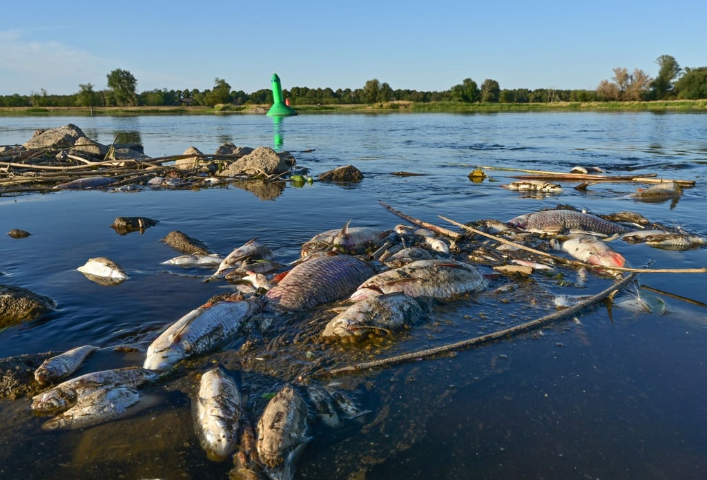 Unzählige tote Fische treiben im flachen Wasser des deutsch-polnischen Grenzflusses Oder.