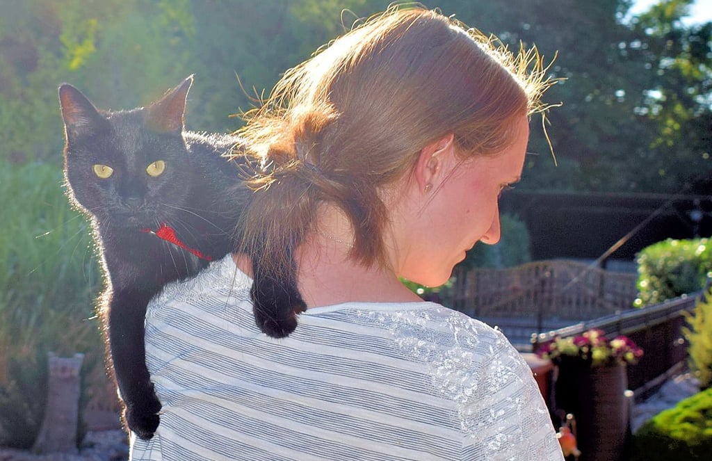 Huckepack geht es, wenn der Kater unterwegs zu müde ist oder große Hunde nahen.