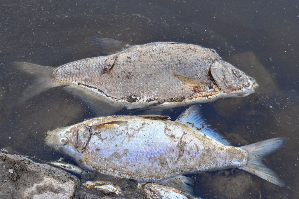 Tote Fische treiben im flachen Wasser des deutsch-polnischen Grenzflusses Oder.