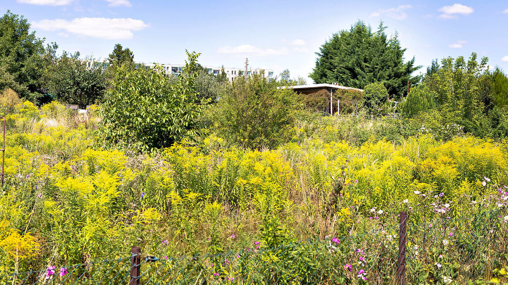 Leerstehende Gärten sind ein großes Problem in vielen Vereinen. Hier ein Blick in eine Gartenanlage Freie Gewerkschaften in Zeitz Ost.