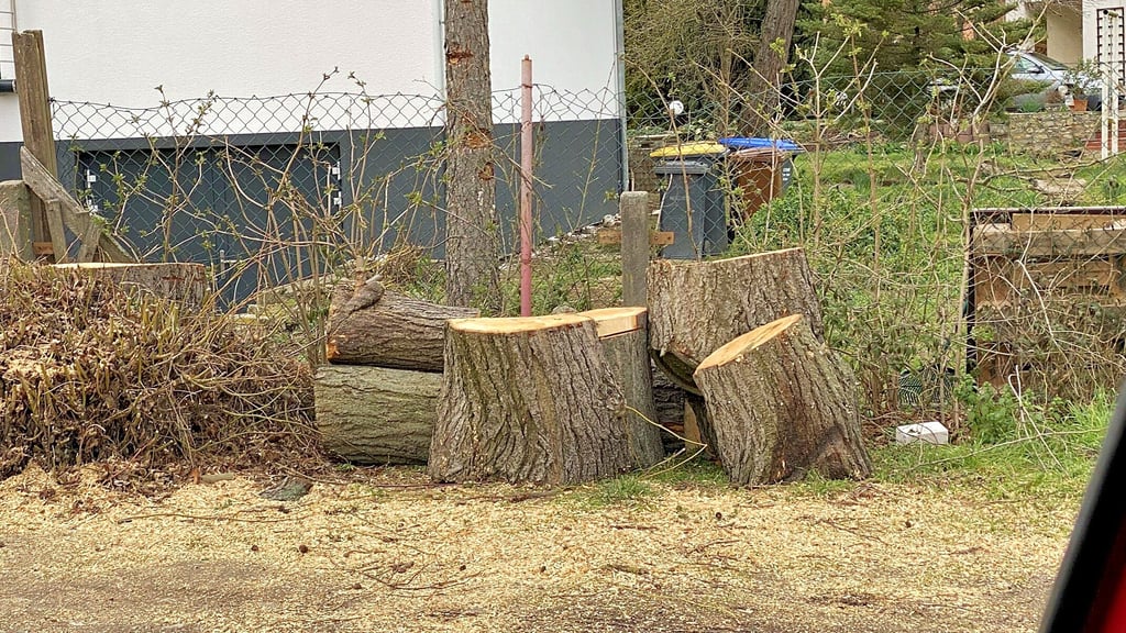 Baumfällungen sind den Grünen ein Dorn im Auge. Sie wollen ein Baumkataster und Informationen bevor die Axt zum Einsatz kommt wie hier im Hakeborner Weg in Egeln im Frühjahr 2020.