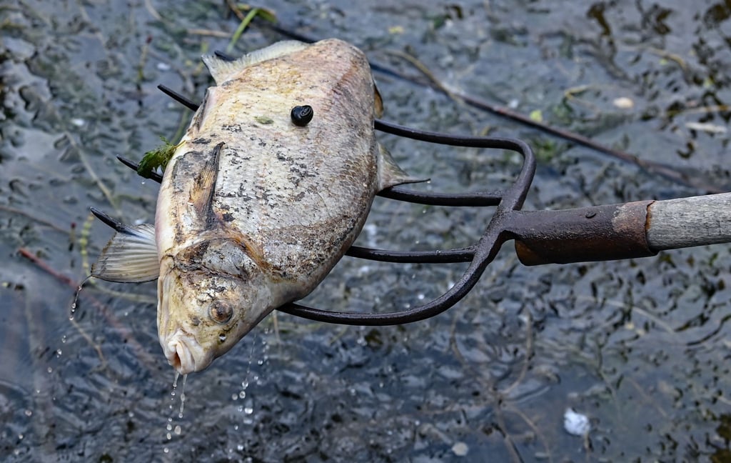 Mit einer Forke werden die toten Fische eingesammelt.