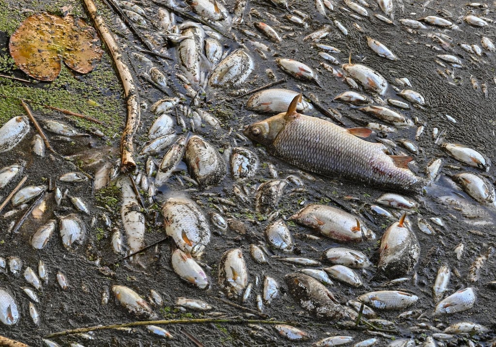 Viele tote Fische treiben im Wasser des deutsch-polnischen Grenzflusses Oder.