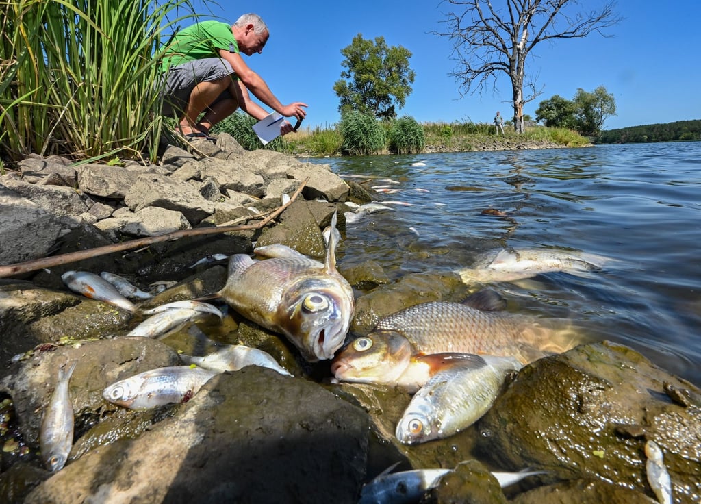 Tote Fische wohin man schaut: Naturschützer sprechen von einer Umweltkatastrophe.
