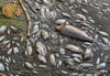 Viele tote Fische treiben im Wasser des deutsch-polnischen Grenzflusses Oder.