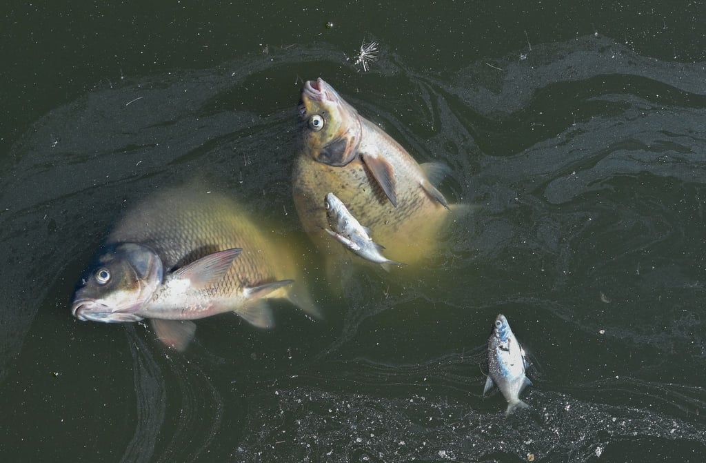 Viele tote Fische treiben im Wasser des deutsch-polnischen Grenzflusses Oder.