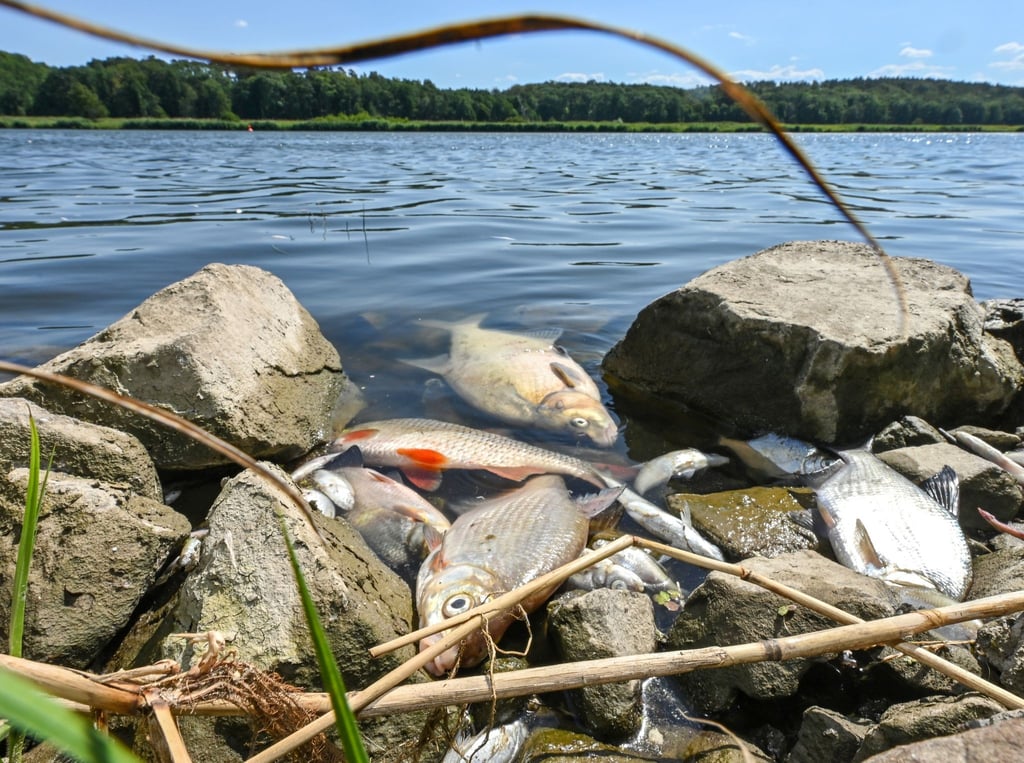 Viele tote Fische treiben im Wasser des deutsch-polnischen Grenzflusses Oder.