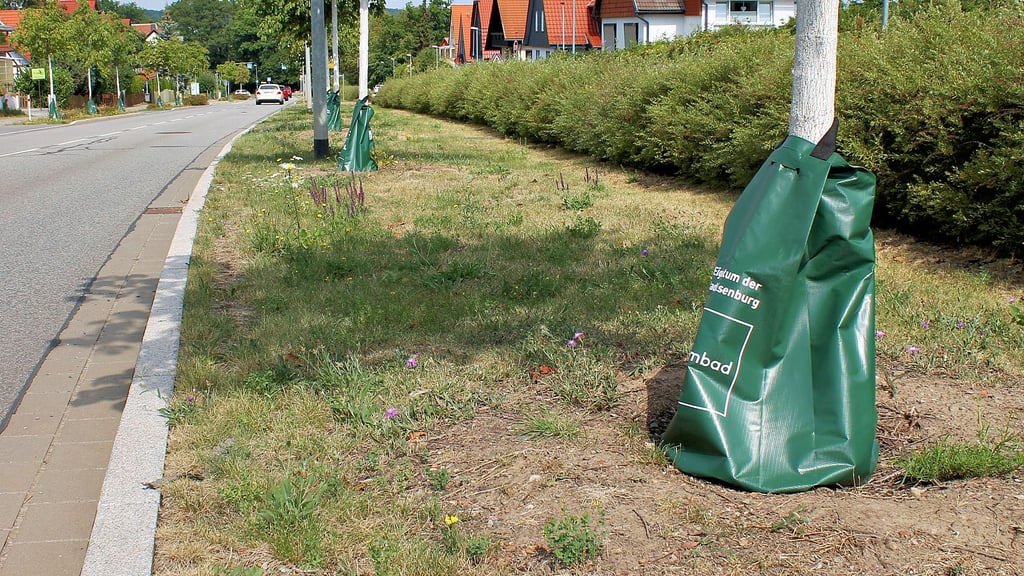 Mit Wassersäcken sind die jungen Kastanien in der Wernigeröder Straße in Ilsenburg versehen worden. So sollen die Folgen der Trockenheit gemildert werden.