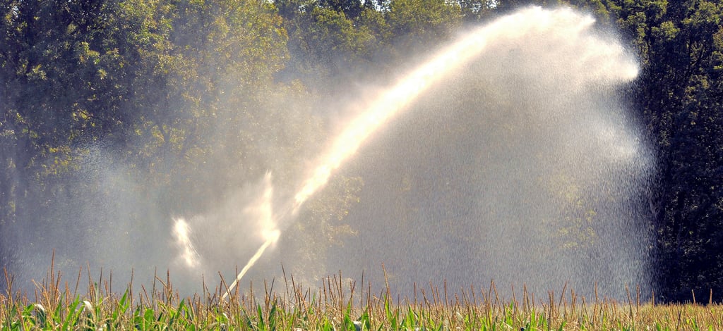 Künstlich beregnete Maispflanzen in Niedersachsen. Nach Angaben des Landkreises Lüchow-Dannenberg versprengten Landwirte dort allein im Jahr 2018 geschätzte 25 Millionen Kubikmeter Grundwasser. Laut Andreas Friedrich, Pressesprecher des Deutschen Wetterdienstes, ist es 2022 genauso trocken wie 2018.
