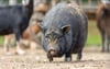 Zwei Hängebauchschweine störten den Verkehr bei Eichenbarleben.