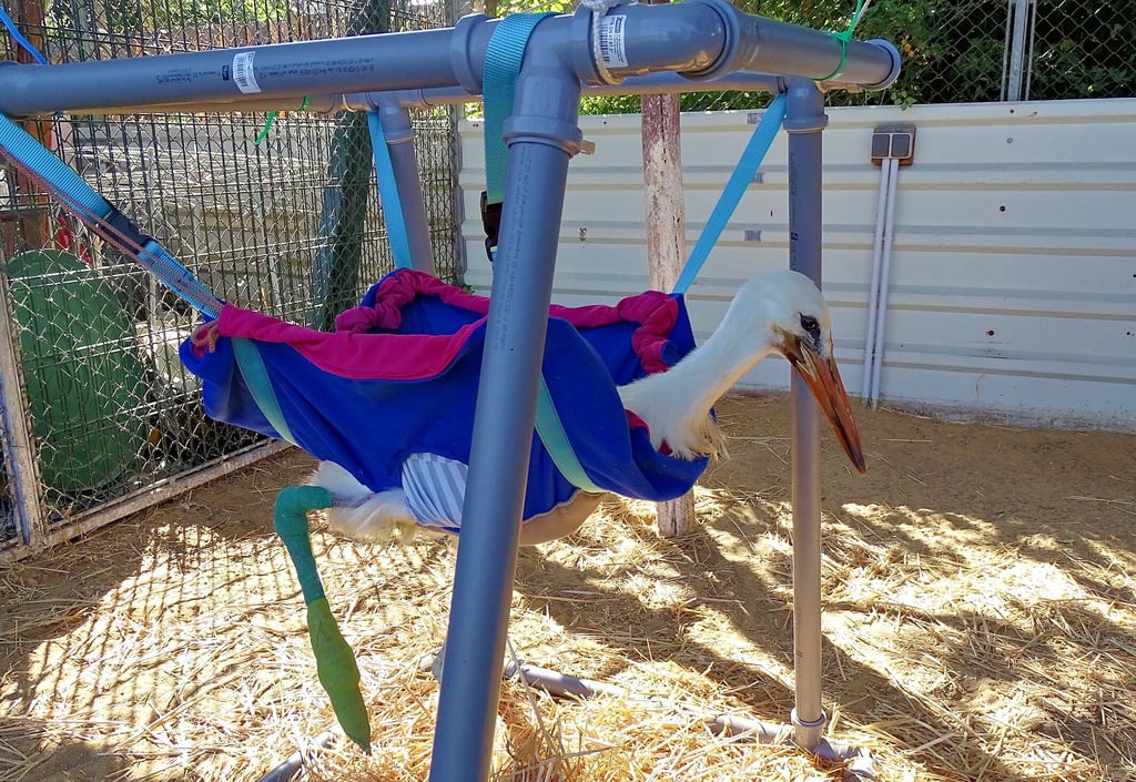 Der am Bein verletzte Storch Kalif aus Döllnitz soll in einer Hängematte gesund werden.