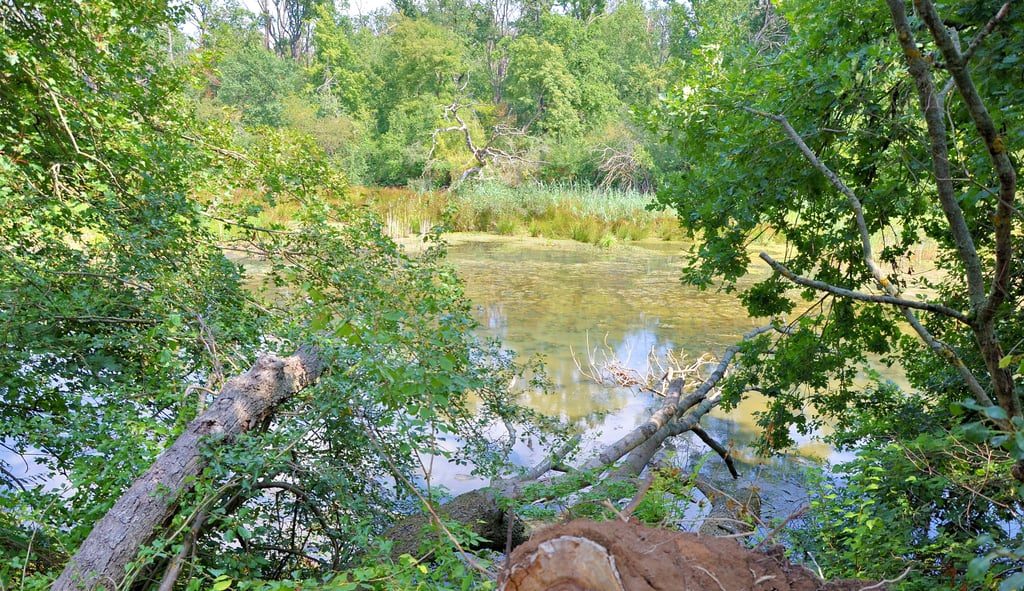 Die Kreuzhorst im ostelbischen Magdeburg ist in weiten Teilen Naturschutzgebiet. Die Verlandung schreitet jedoch voran. Belastet wird das Idyll auch durch Verschlammung. Doch es gibt einen Plan, diese einzigartige Landschaft zu bewahren.