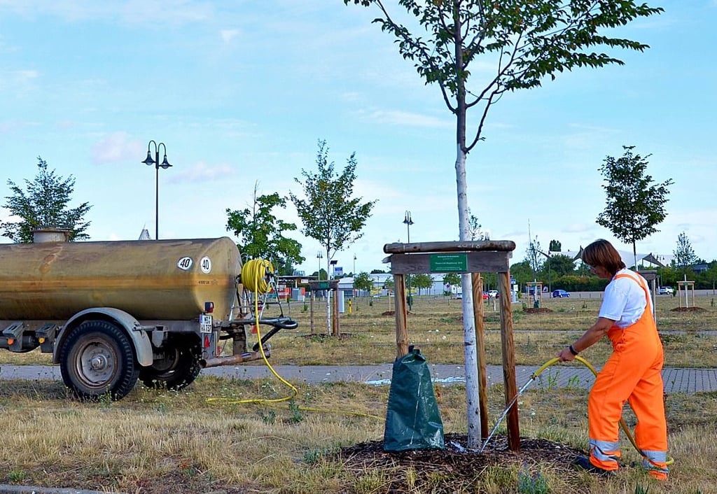 Eine Mitarbeiterin des Stadtgartenbetriebs in Magdeburg wässert junge Bäume auf dem Messeparkplatz. Mancherorts fällt auf, dass die grünen Gießsäcke nicht am Stamm, sondern an den äußeren Pfosten befestigt sind - aus gutem Grund.