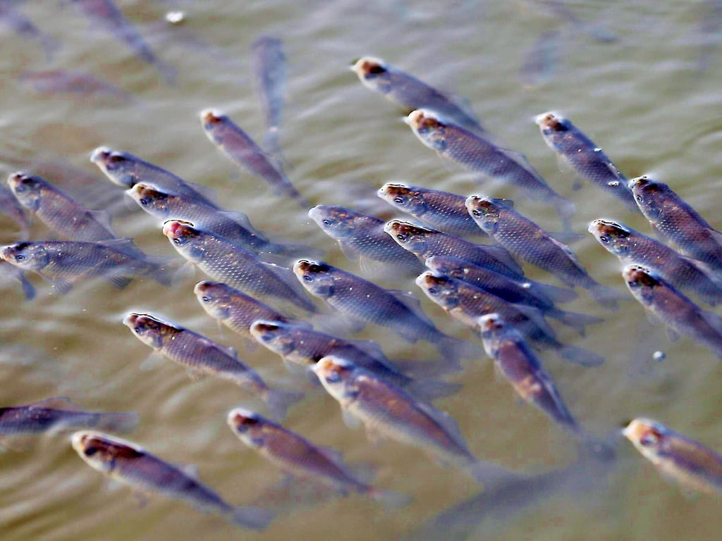Fische ringen hier an der Oberfläche eines Sees nach Luft, als typisches Zeichen für einen Sauerstoffmangel im Gewässer.