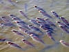 Fische ringen hier an der Oberfläche eines Sees nach Luft, als typisches Zeichen für einen Sauerstoffmangel im Gewässer. 