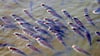 Fische ringen hier an der Oberfläche eines Sees nach Luft, als typisches Zeichen für einen Sauerstoffmangel im Gewässer. 