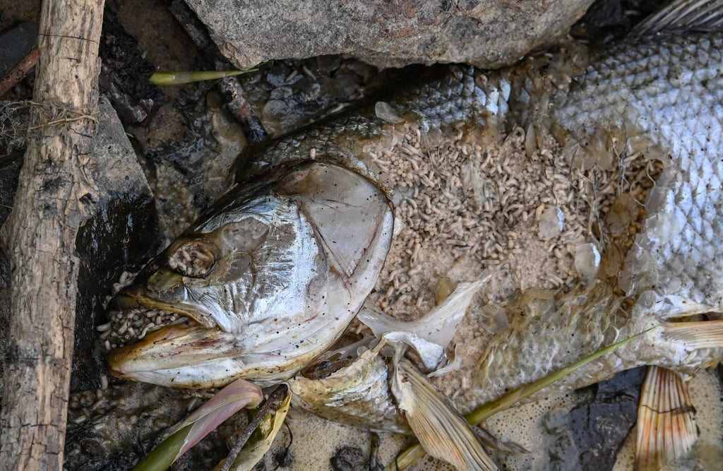 Ein toter Fisch liegt am Ufer.