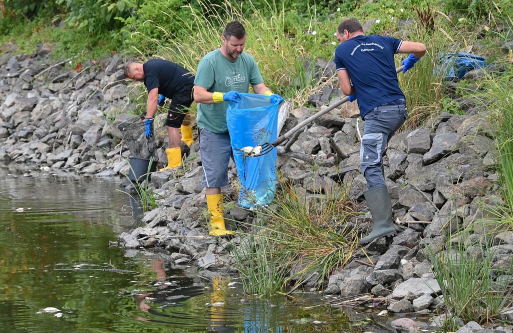 Freiwillige Helfer bergen tote Fische aus dem Wasser des deutsch-polnischen Grenzflusses Oder.