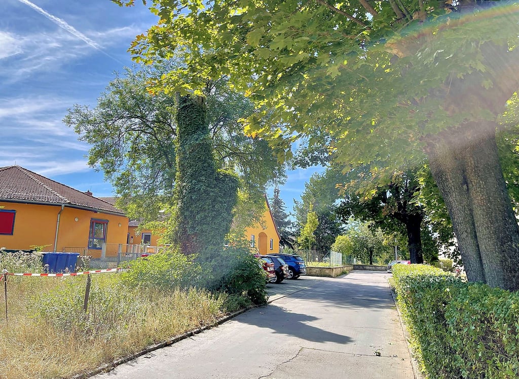 Ein Baumstumpf vor der Integrativen Kita in der Nicolaistraße in Calbe sorgt für Gefahren. Die Stadt wird diesen und noch einen anderen demnächst entfernen. Und hat auch Pläne für die Nutzung der Fläche.