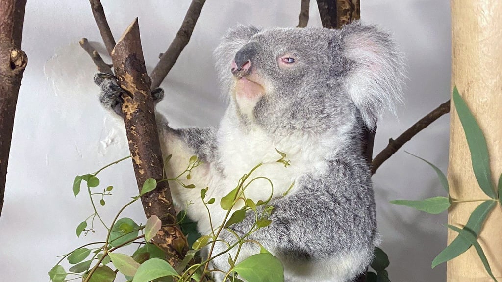 Mit "Wooli" hat der Zoo Leipzig einen neuen Koala bekommen und hofft auf weiteren Nachwuchs.