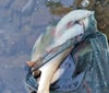 Am frühen Freitagmorgen entdeckte Dennis Krieger mit einem anderen Angler unterhalb der Fuhne-Mündung die ersten toten Fische in der Saale. Insgesamt sollen Hunderte auf der Wasseroberfläche getrieben sein.
