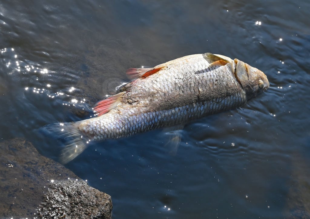 Ein toter Fisch liegt auf Steinen im flachen Wasser des deutsch-polnischen Grenzflusses Oder.