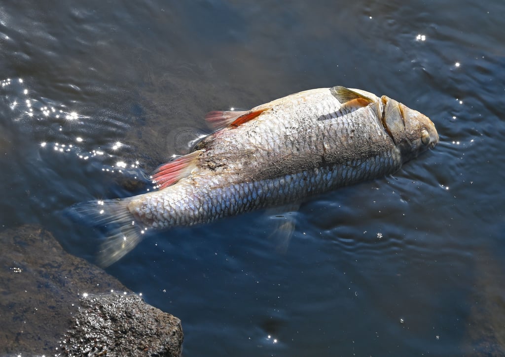 Auch in der Saale in Sachsen-Anhalt wurden Hunderte tote Fische gefunden. Foto: Patrick Pleul/