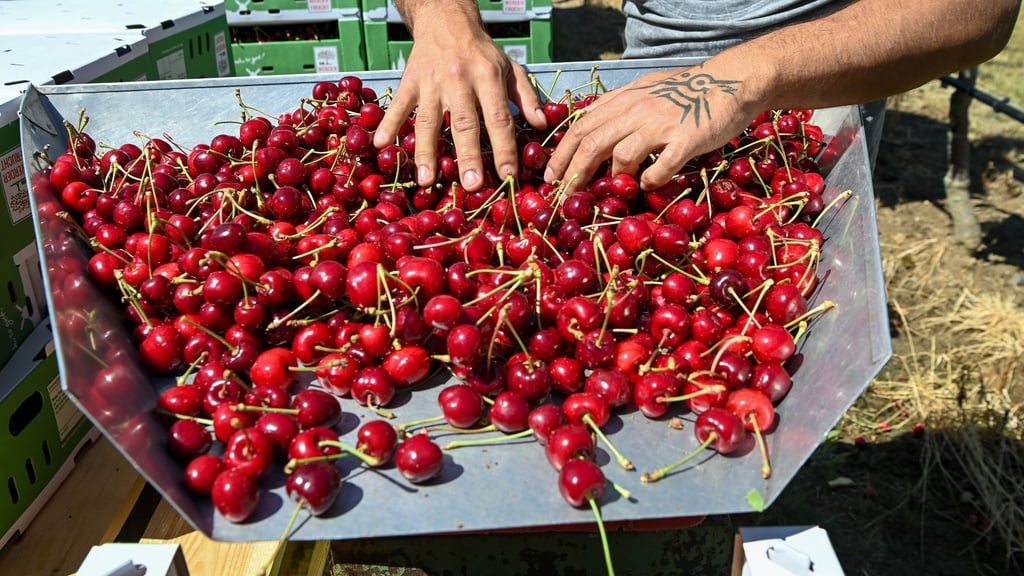 Auf einer Obstbaumplantage in Brandenburg werden Kirschen geerntet.