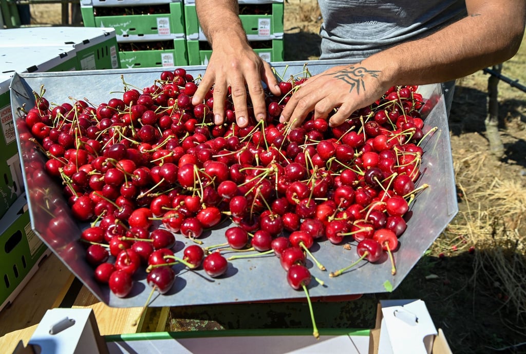 Auf einer Obstbaumplantage in Brandenburg werden Kirschen geerntet.