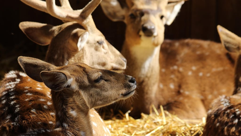 Im Wildpark Weißewarte bei Stendal in der Altmark muss weiter gezittert werden. Denn eine wichtige Frist läuft bald ab. Symbolbild: