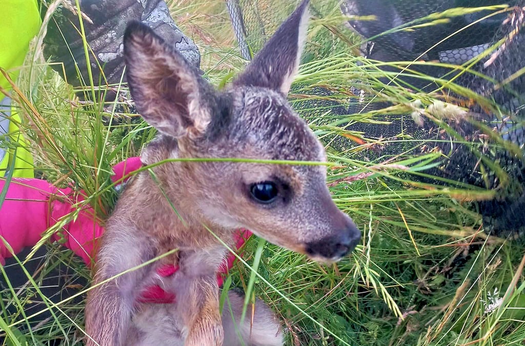 Ein Helfer hebt das Rehkitz vorsichtig mit geruchsneutralen Gummihandschuhen aus dem Gras und legt es zur Sicherung in einen Wäschekorb. Nach der Mahd wird es freigelassen und wird von seinem Muttertier wieder angenommen.