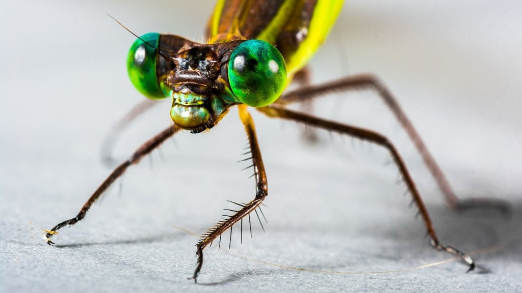 Seltene Libellen und Vögel können aus der Höhe eines neuen Aussichtsturms bei den Brietzer Teichen beobachtet werden. Symbolbild: