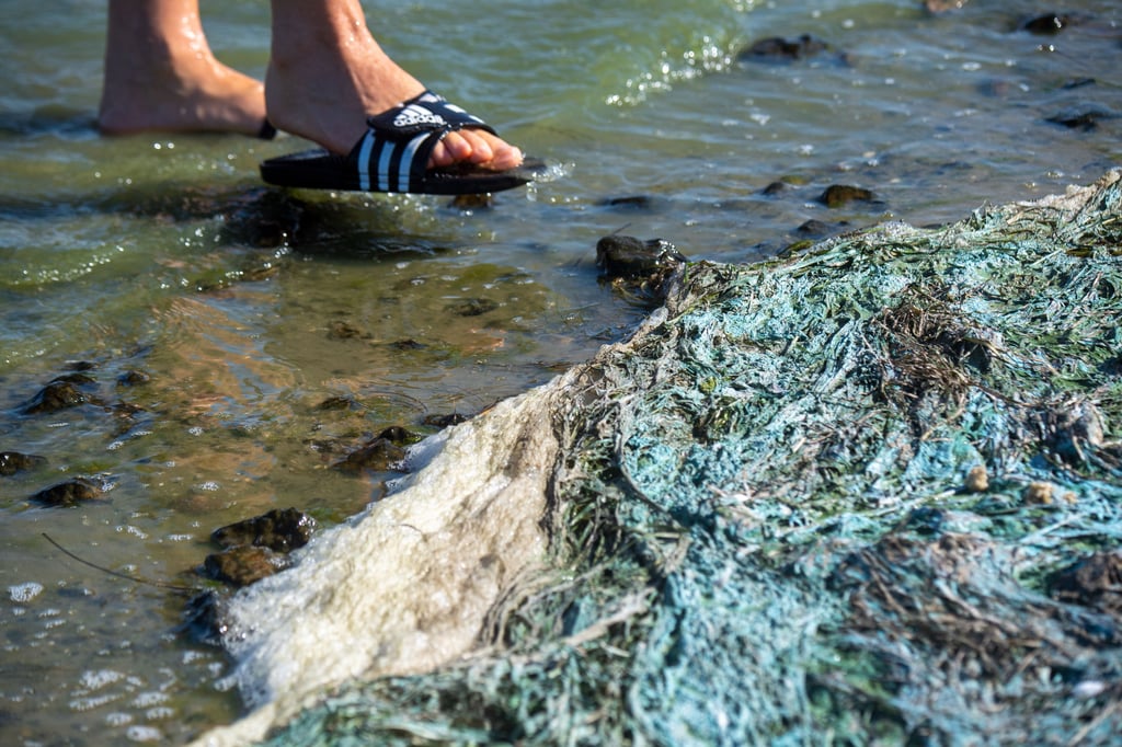Ein sogenannter Algenteppich schwimmt im Wasser: Wegen nachgewiesener Blaualgen wurde eine Badewarnung ausgesprochen.