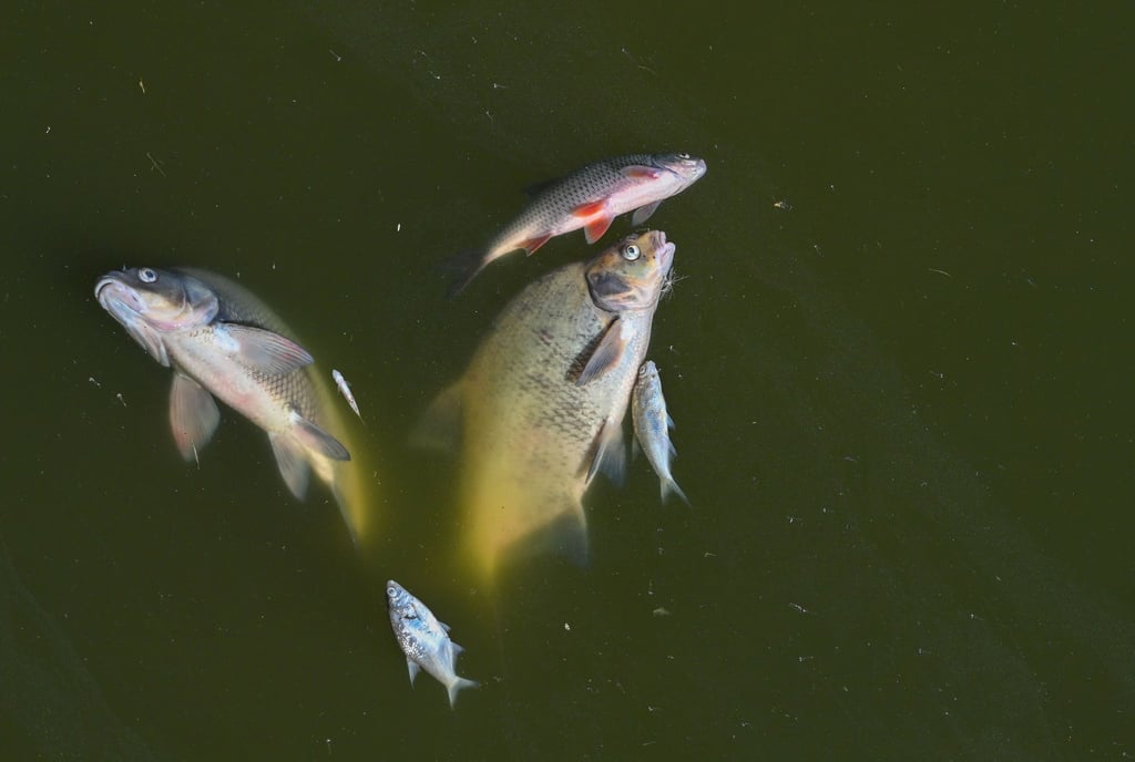 Tote Fische treiben im Wasser des deutsch-polnischen Grenzflusses Oder.