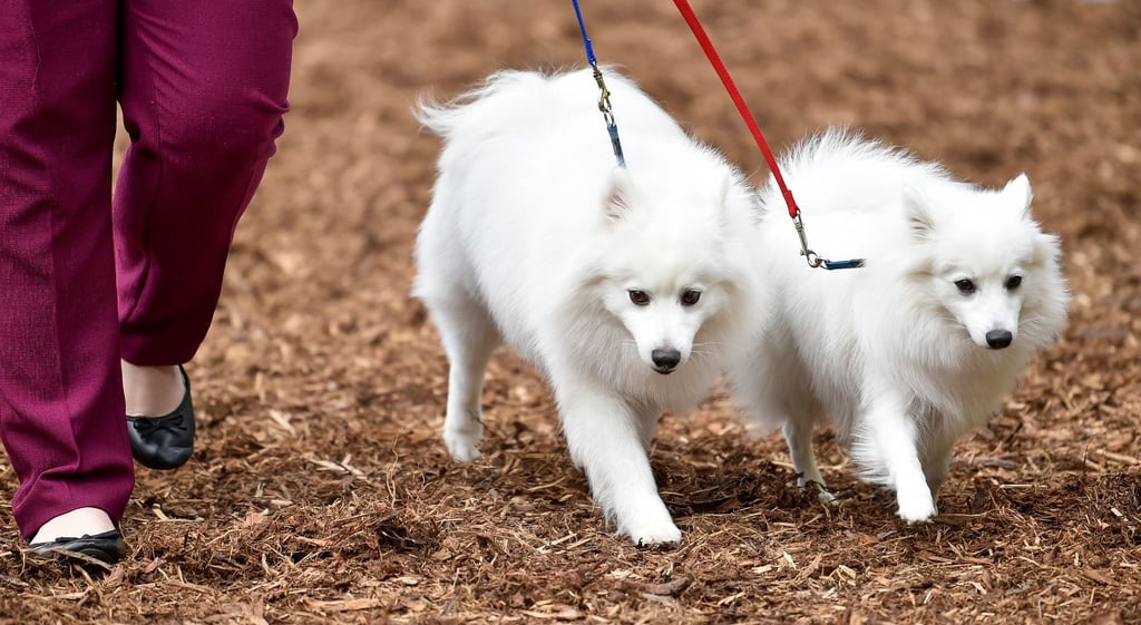 Wer als Hobby Hunde züchtet, verdient damit auch Geld. Ab einer bestimmten Grenze kann Umsatzsteuer fällig werden.