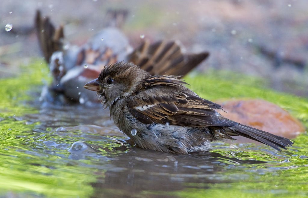 Spatzen lieben es zu baden - doch gerade bei warmem Sommerwetter sollte man das Wasser täglich wechseln.